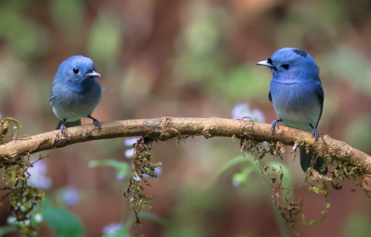 Dos pájaros azules, de D. H. Lawrence