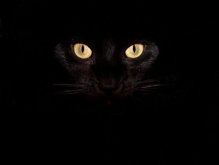 El gato negro, de Edgar Allan Poe