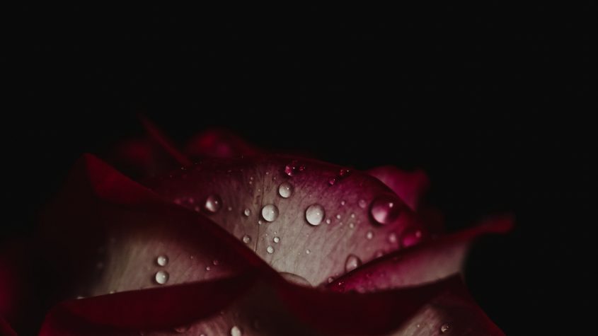 Una rosa para Emily, de William Faulkner
